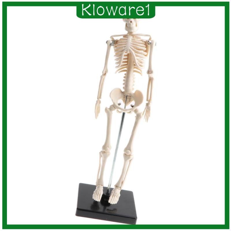 [Kloware1] Half Size Human Skeleton Model , Science Classroom Study ...
