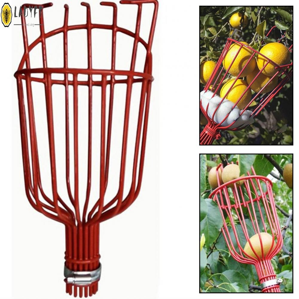 For Efficient and Sturdy Metal Fruit Picker for Hassle Free Harvesting ...