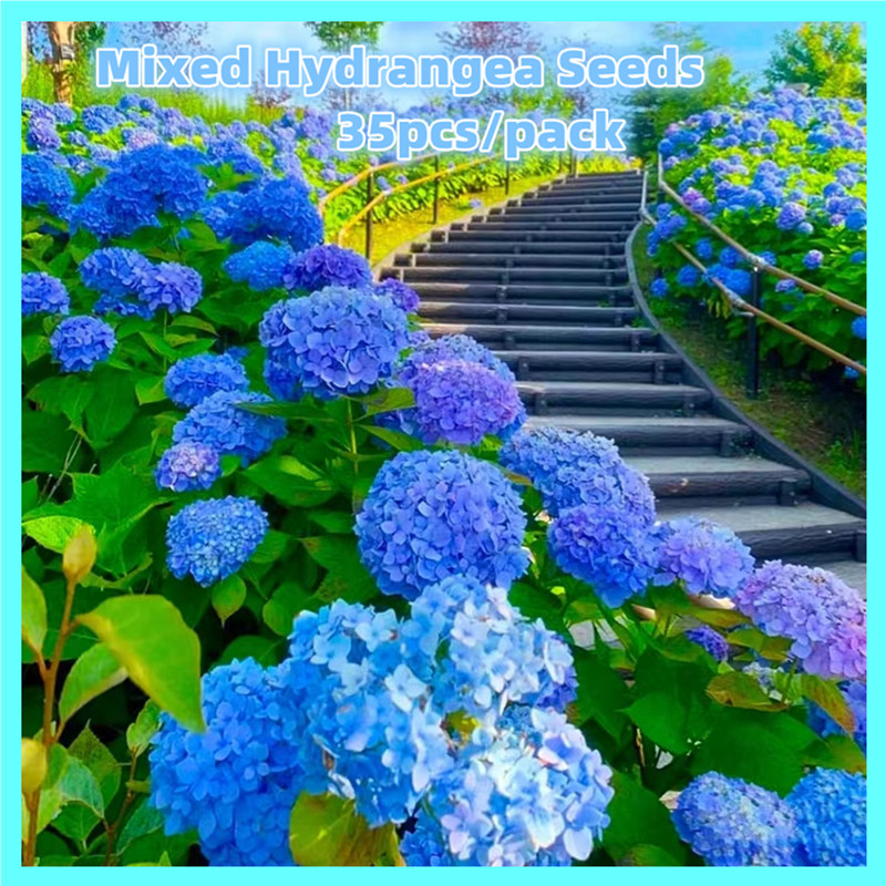 35pcs Mixed Hydrangea Seeds for Planting Flowers Hydrangea Flower Seeds ...