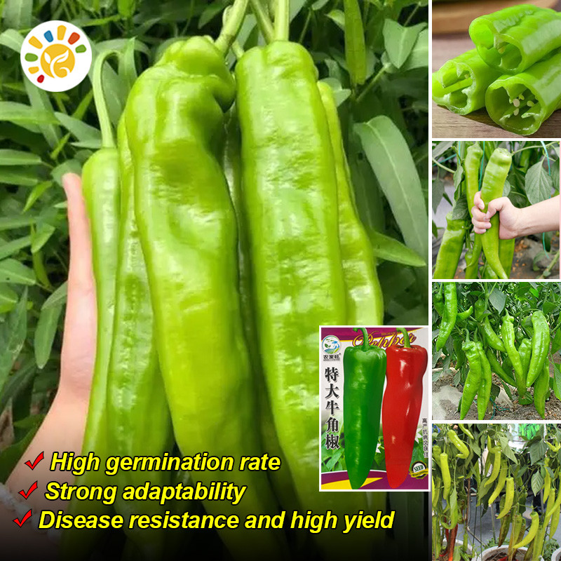 Giant Cattle Horn Pepper Seeds (300 seeds) High Yield Rare Big Horn ...