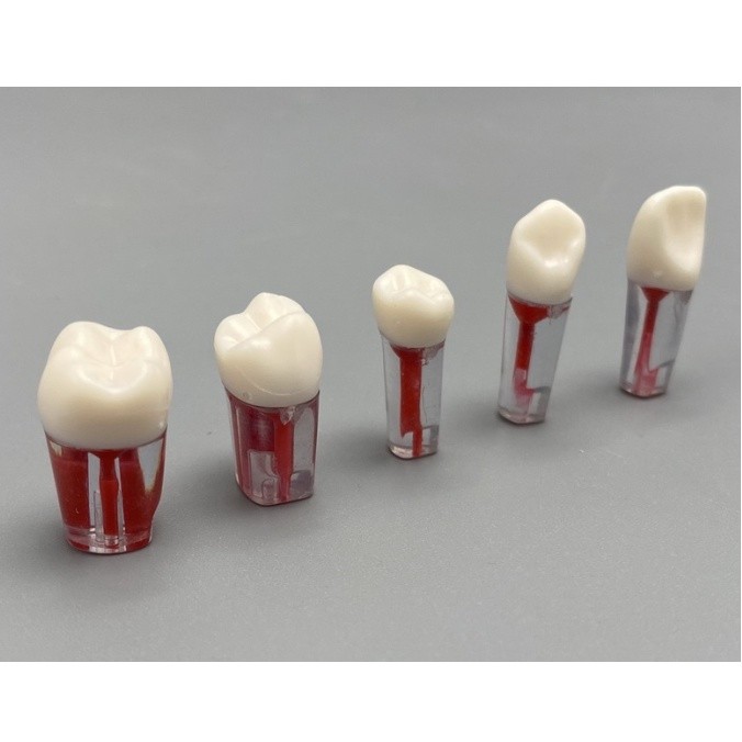new 20pcs Dental Tooth Model Endodontic Root Canal Block Practice Pulp ...