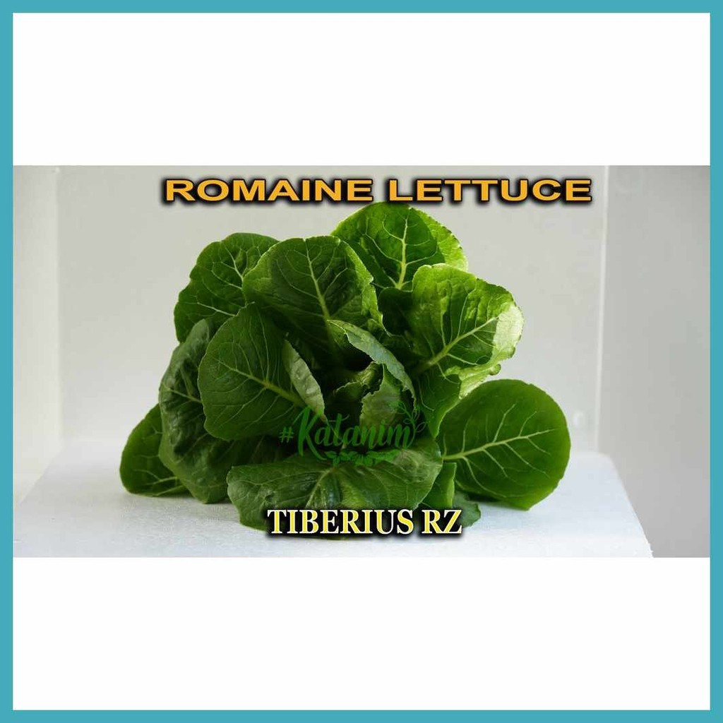 Tiberius@Lt(Romaine`E}RZ]Ht.Lettuce#ga.seeds#yC.(Katanim#lI.Repacked#Mm ...