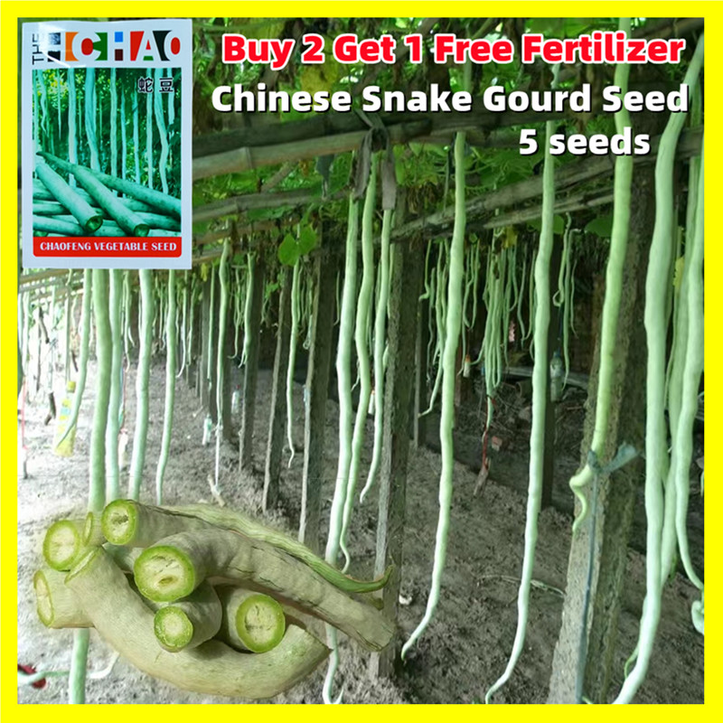 Long Chinese Snake Gourd Seed 5 Seeds Giant Long Python Snake Bean ...