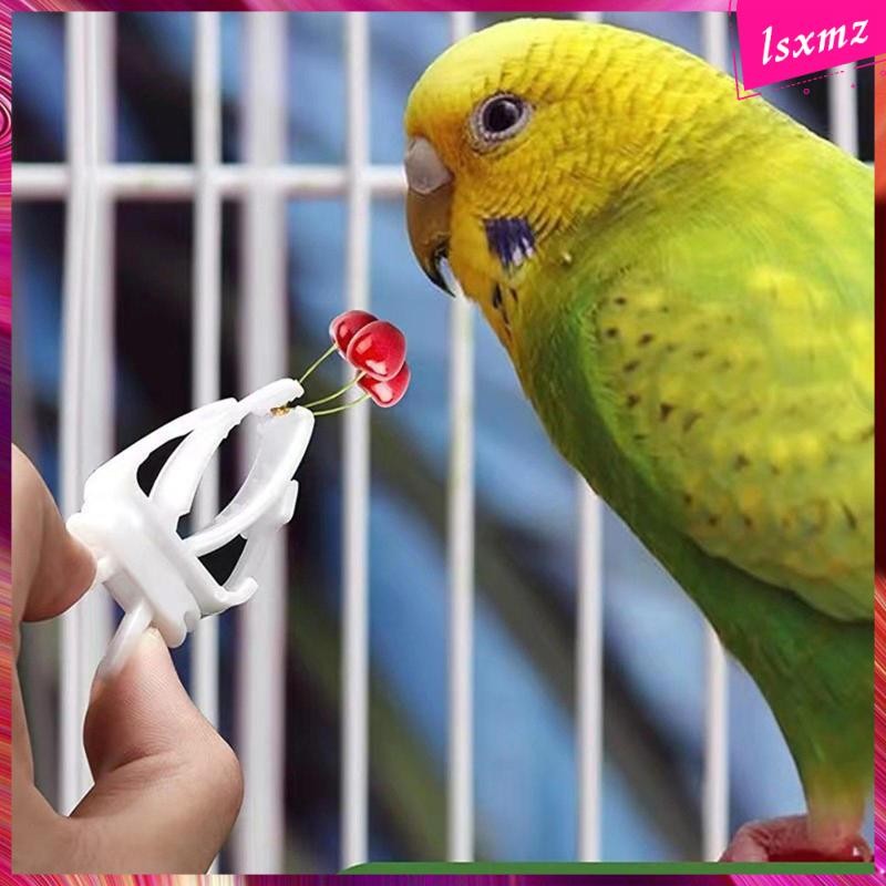 Picture of What Can Budgies Eat? A List Of Nutritious And Safe Options