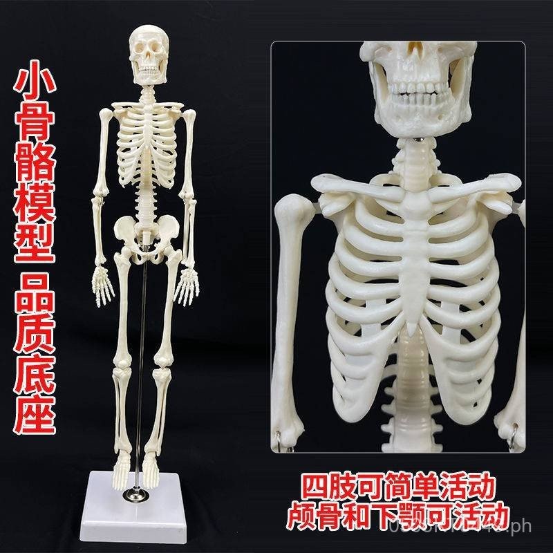 Miniature Skeleton Model20CM 45CM Large and Small Skeleton Human Body ...