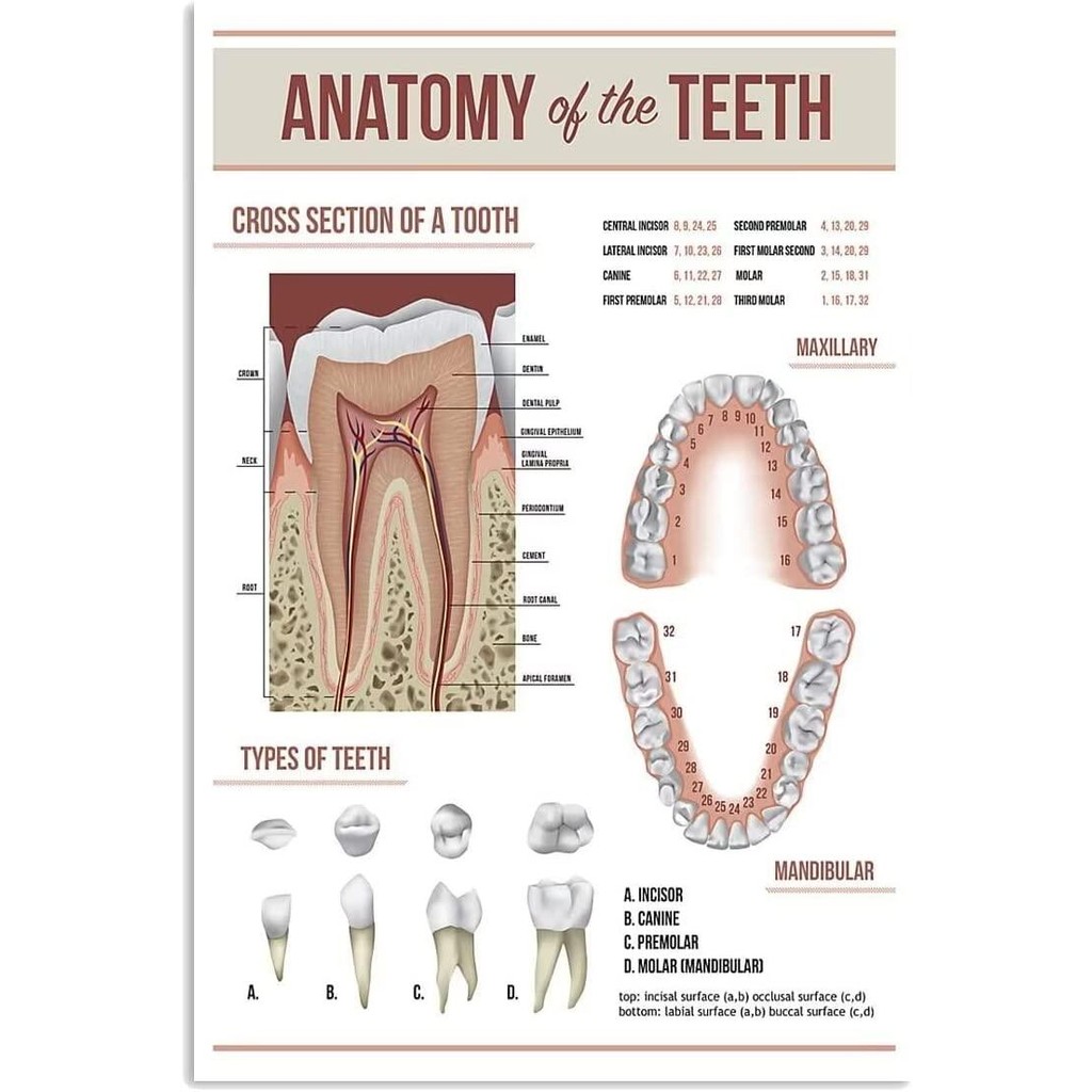 Retro Anatomy Of The Teeth Educational Posters Dental Wall Art Canvas ...