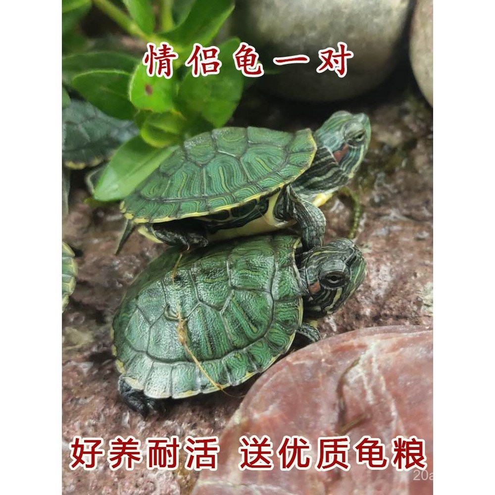 Little Turtle Live Animal Brazilian Turtle Hatchling Live Ornamental ...