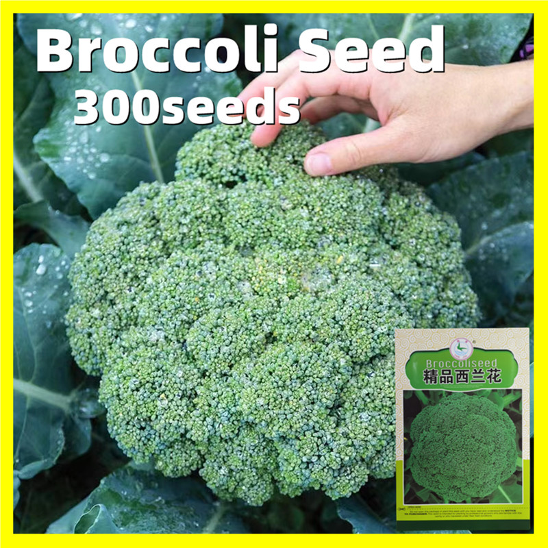 Green Top Variety Broccoli Seeds - 300pcs Seeds Chinese Broccoli Seeds ...