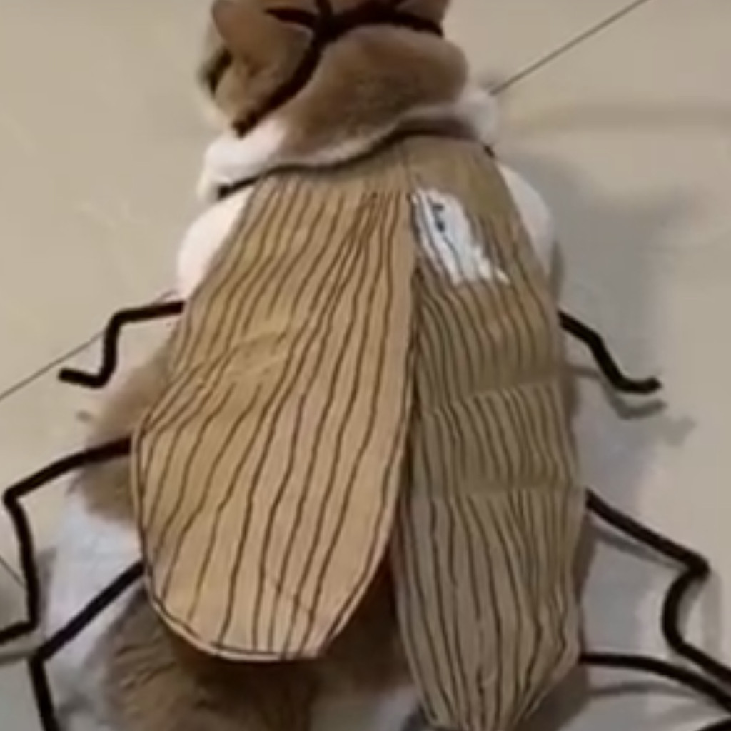 Cat Cockroach Clothes Pet Cockroach Clothes Cat Cockroach Clothes Cat ...