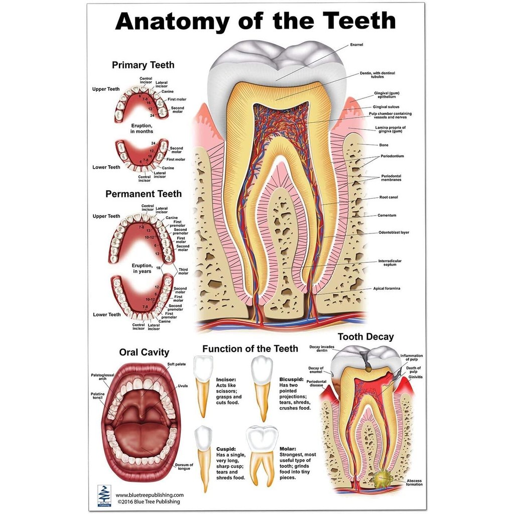 Popular Poster Anatomy of the Teeth Poster Tooth Decay Canvas Painting ...