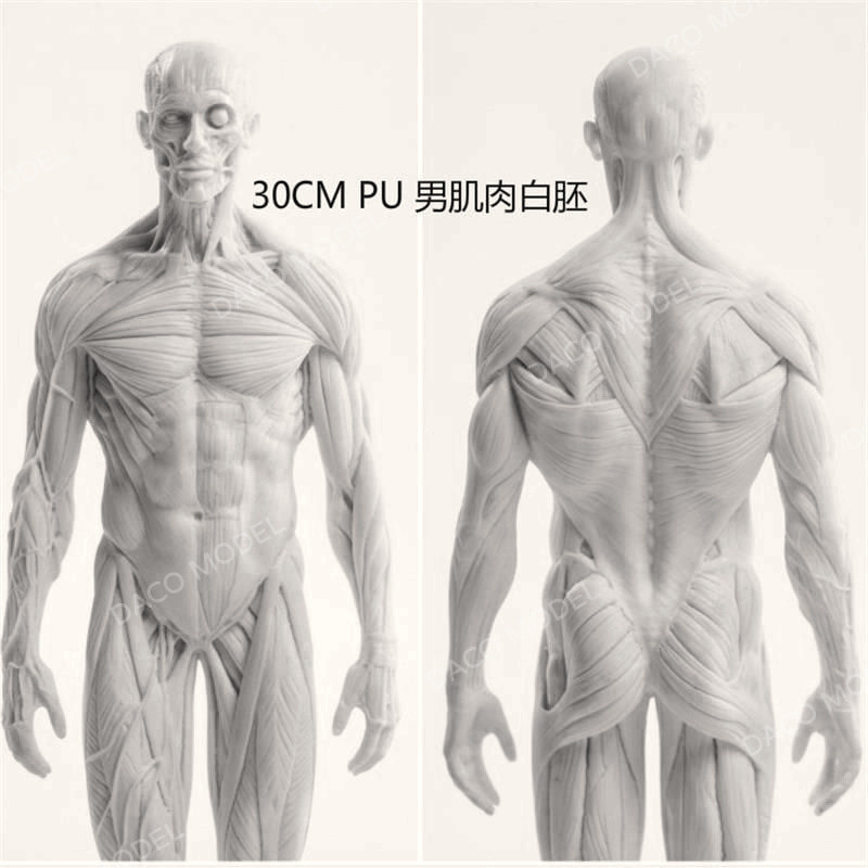 Medical Simulation Human Body Sketch Drawing Art Copy Sculpture ...