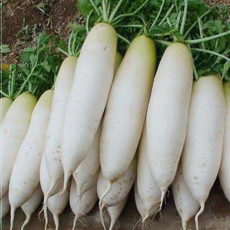 High Yield Tropical White Radish Seeds for Sale (20pcs/pack) F1 Hybrid ...