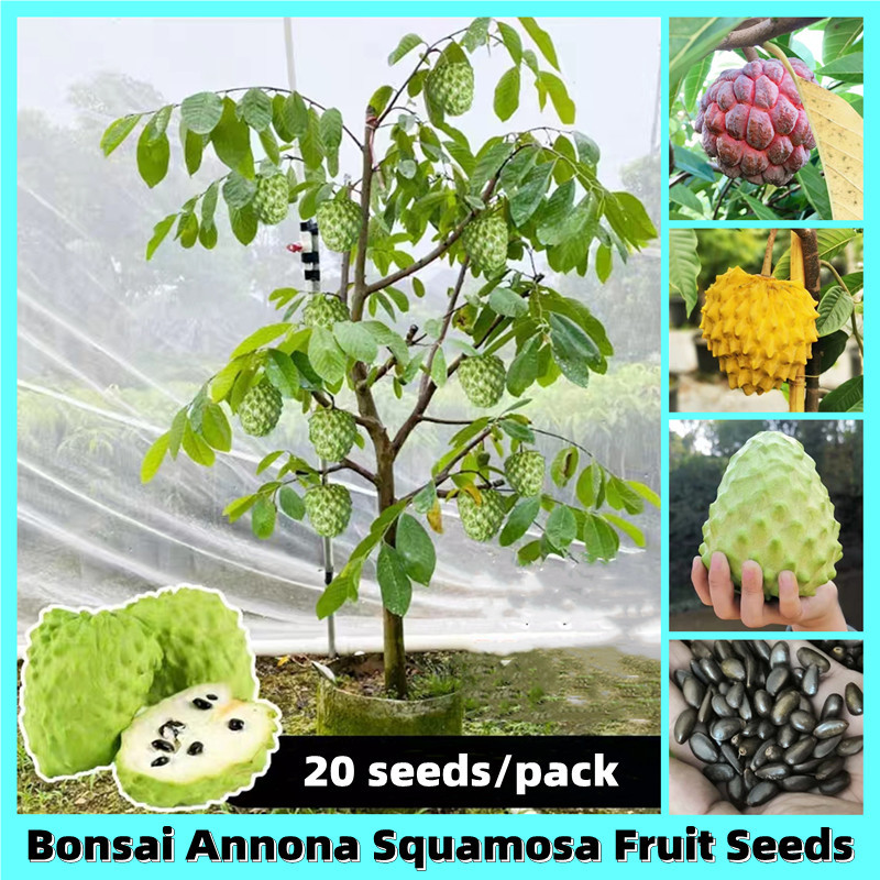 Atis Sugar Apple Annona Squamosa Seeds (20pcs) Sugar Apple Fruit Seeds ...