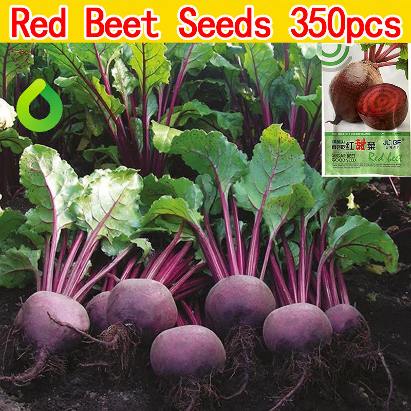Beetroot Juice Cold-Pressed, 100% Pure | Shopee PH