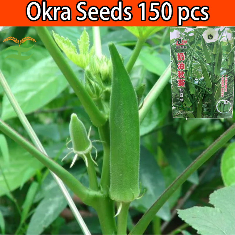 150pcs/pack Hybrid Smooth Green Okra Seeds | High-Yield Vegetable Seeds ...