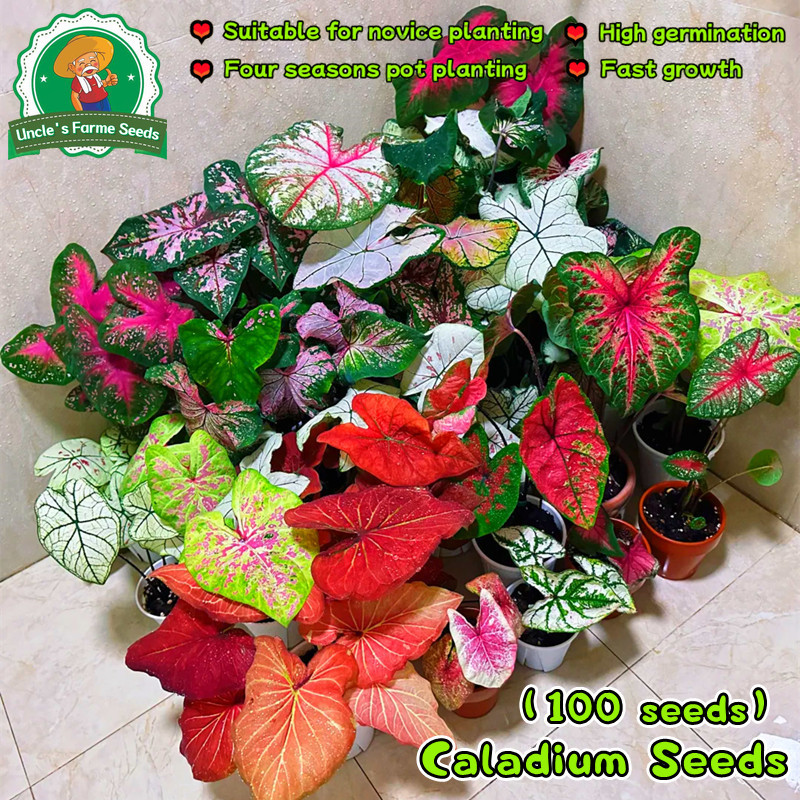 100pcs Mixed Caladium Seeds for Planting Flowers Rare Mayana Plant ...