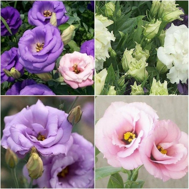 200 PCS Eustoma Grandiflorum Flower Seeds Bonsai Plants Live Tree Seeds ...