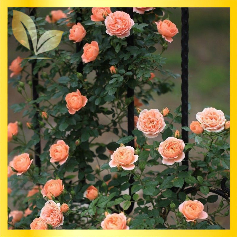 Climbing Rose Seeds 100 Seeds Hardy Fragrant Blooms Perfect for Potted ...