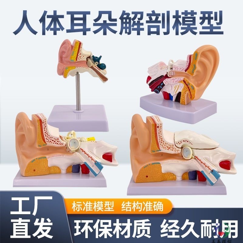 Human Ear Structure Auditory System Ear Rhroat Display Teaching Big Ear ...
