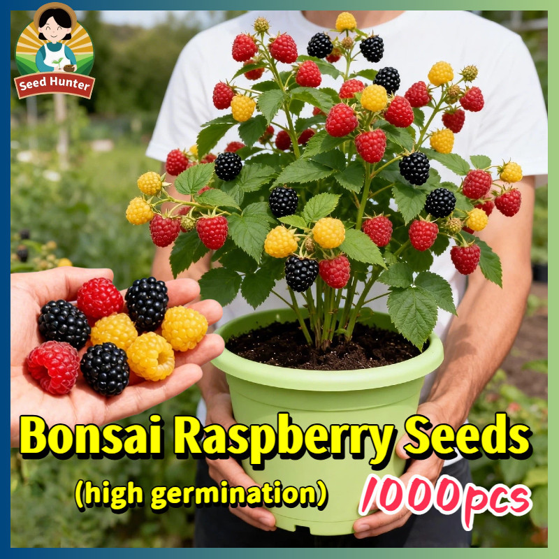 Shop raspberry for Sale on Shopee Philippines