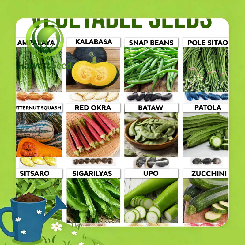 Vegetable Seeds - Ampalaya Upo Okra Sitao Bataw Kalabasa Patola Sitsaro ...
