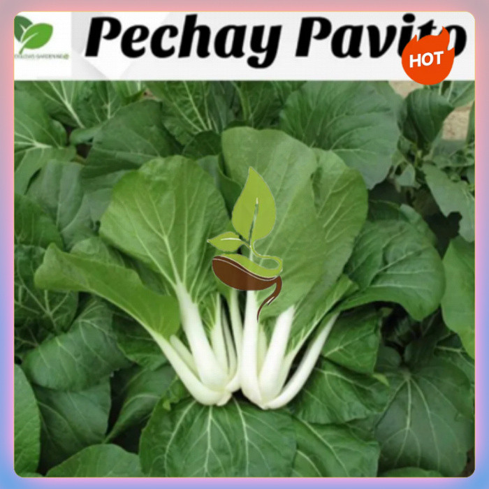 Shop pechay seeds for Sale on Shopee Philippines