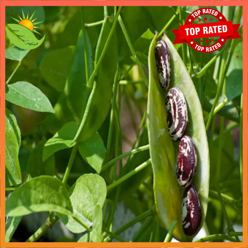 Shop patani beans for Sale on Shopee Philippines