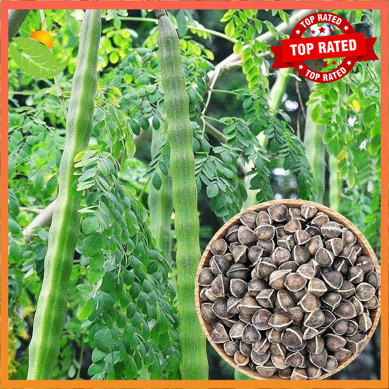 Bonsai Moringa Tree Plant Seeds (10seeds/pack) Malunggay for Planting  Vegetable Plants High-quality | Shopee Philippines
