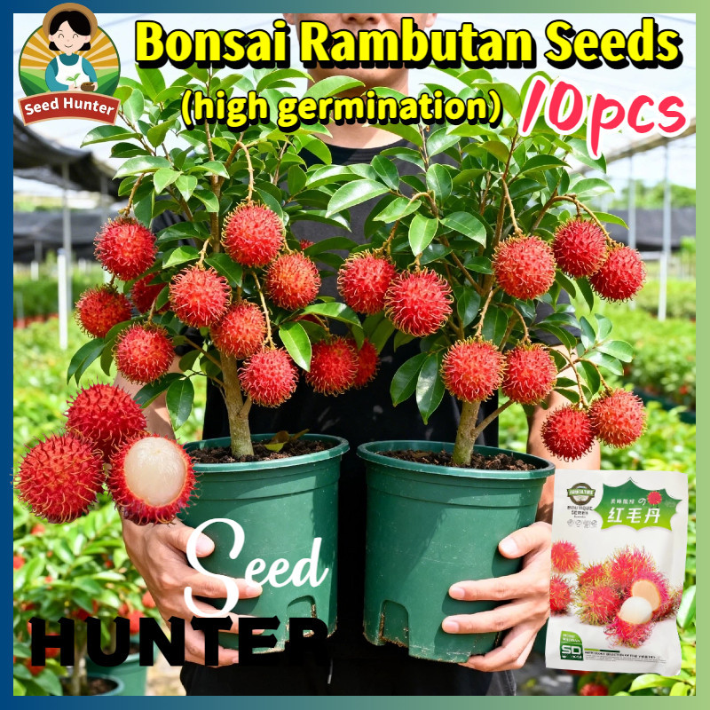 Bonsai Rambutan Tree Seeds for Sale (10 Seed) Dwarf Rambutan Tree Plant ...