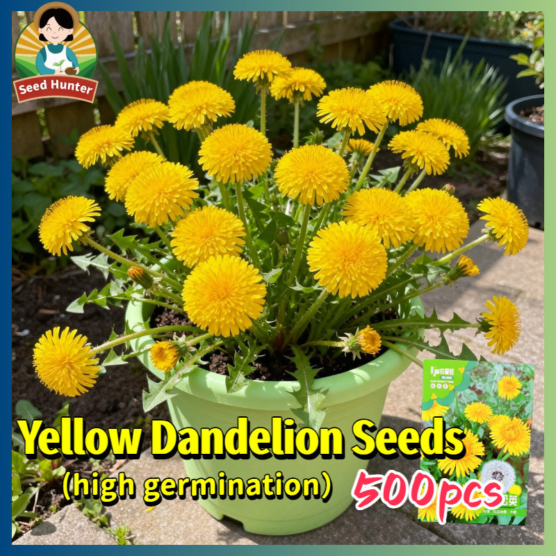 500pcs/pack Yellow Dandelion Seeds for Planting Flowers Edible ...