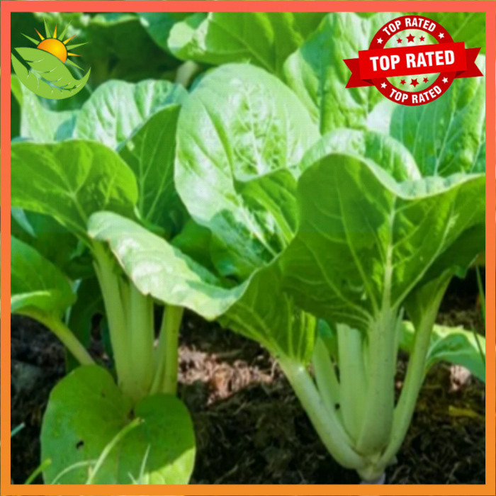 Shop pechay seeds for Sale on Shopee Philippines
