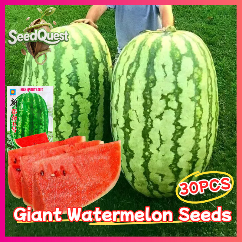 Giant Watermelon Seeds for Planting (30pcs) F1 Sweet Watermelon Fruit ...
