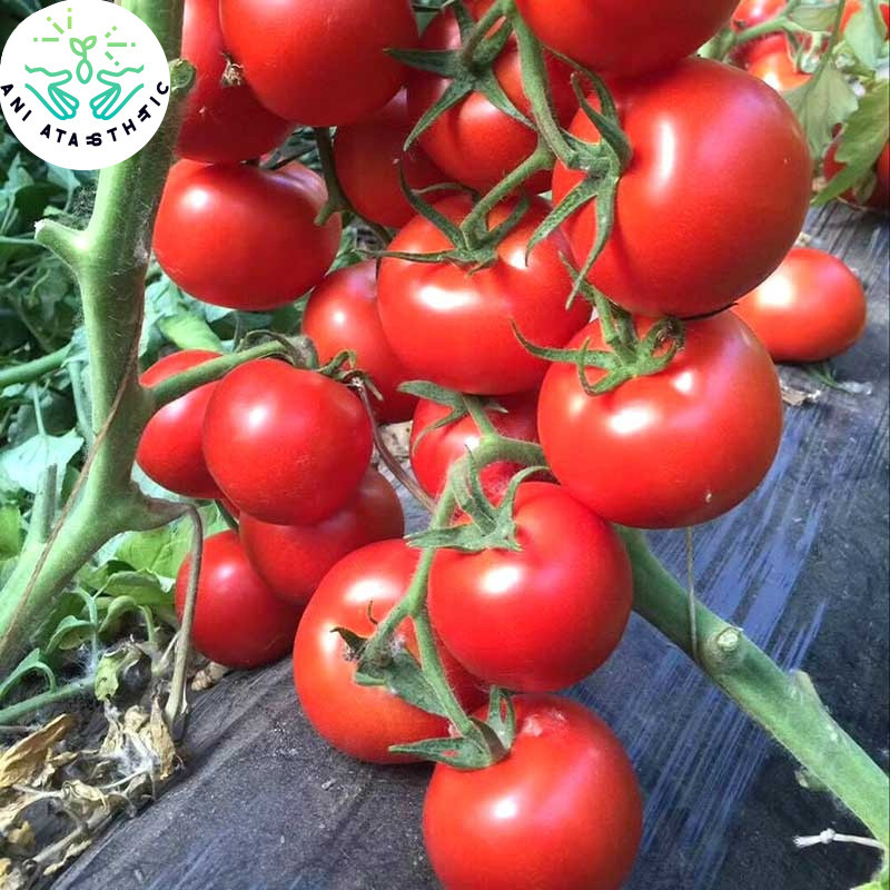 Sweet Giant Tomato Seeds Sale 100pcs Heirloom Big Tomato Seeds Hybrid ...