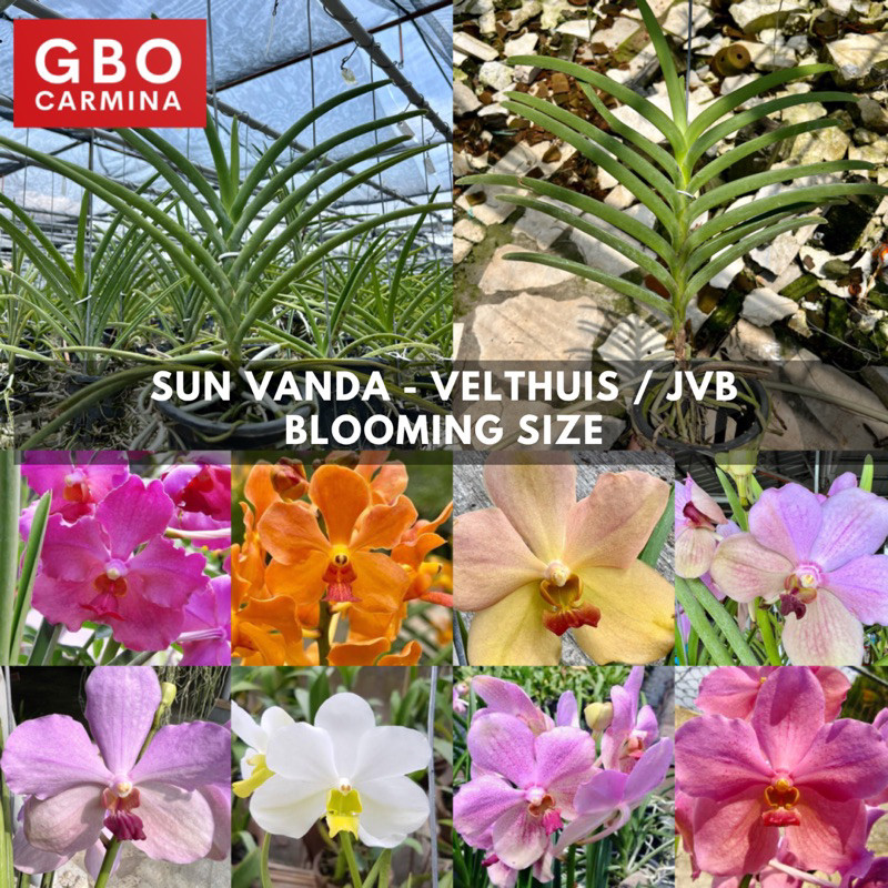 GBO CARMINA: Sun Vanda - Velthuis/JVB BS (Garden Decor) | Shopee ...