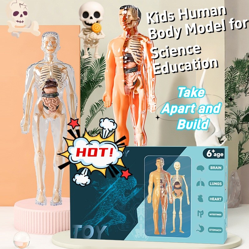 Take-Apart 3D Human Body Model - Kids Anatomy Toy with Organs ...