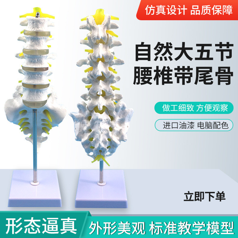 Natural Large Five Section Lumbar Vertebra with Tailbone Model Adult ...