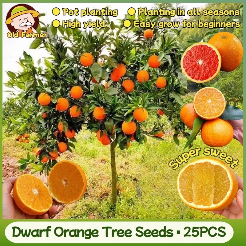 100% Fresh Dwarf Orange Seeds for Planting Fruit Trees (High Germination 25  Seed) Sweet Orange Seeds | Shopee Philippines