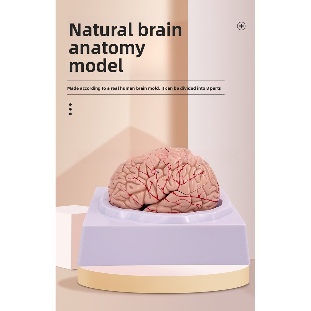 Brain Anatomy Model Brainstem Brain Cerebellum Structure Relationship ...
