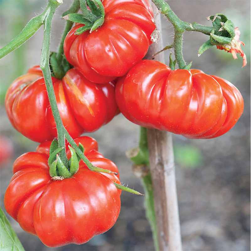 Shop kamatis for Sale on Shopee Philippines