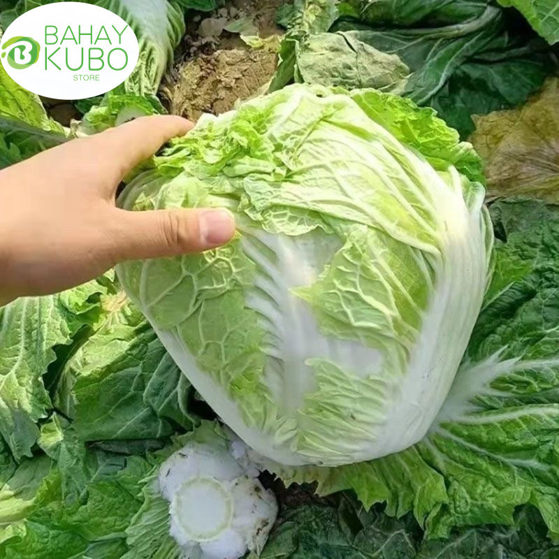 (200 seeds/pack) Green Leafy Chinese Cabbage Vegetable Seeds/Napa ...