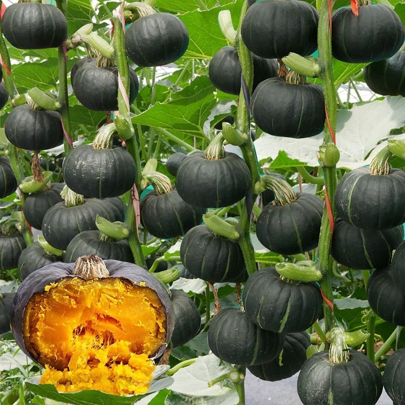 (10seeds) High Yield Japanese Pumpkin seeds Kabocha Squash - High ...