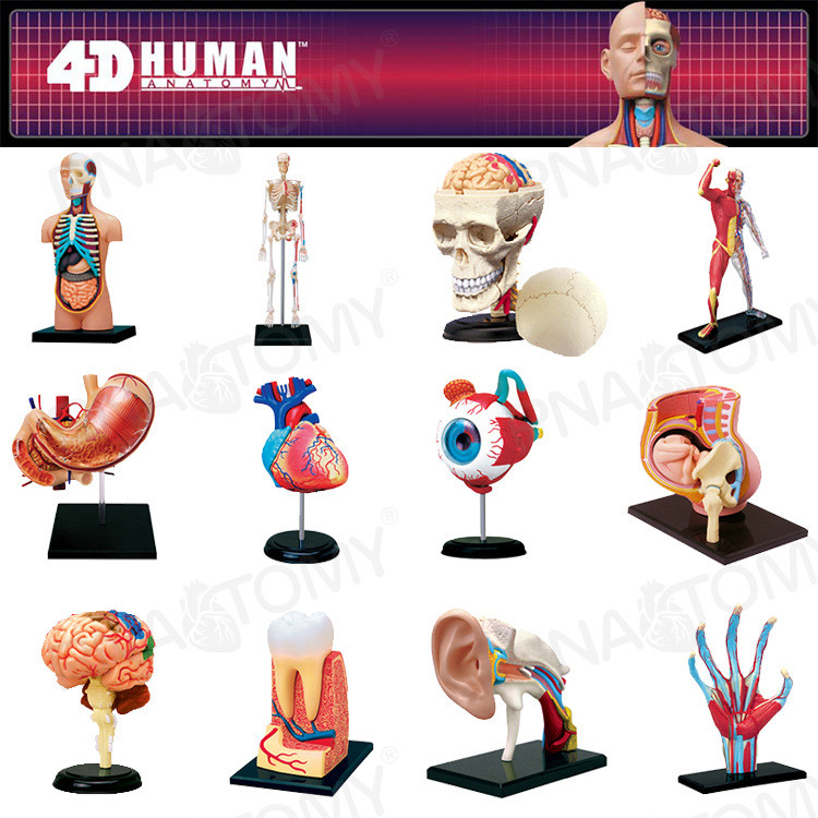 4D MASTER Human anatomy model brain heart eyeball ear pelvic skeleton ...