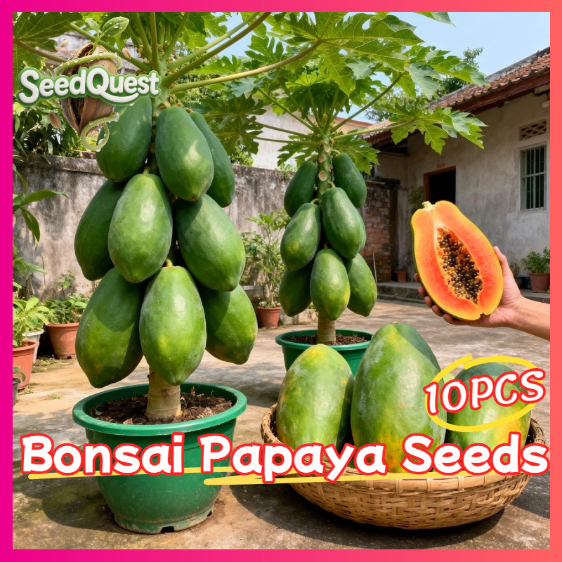 Papaya Seeds For Sale