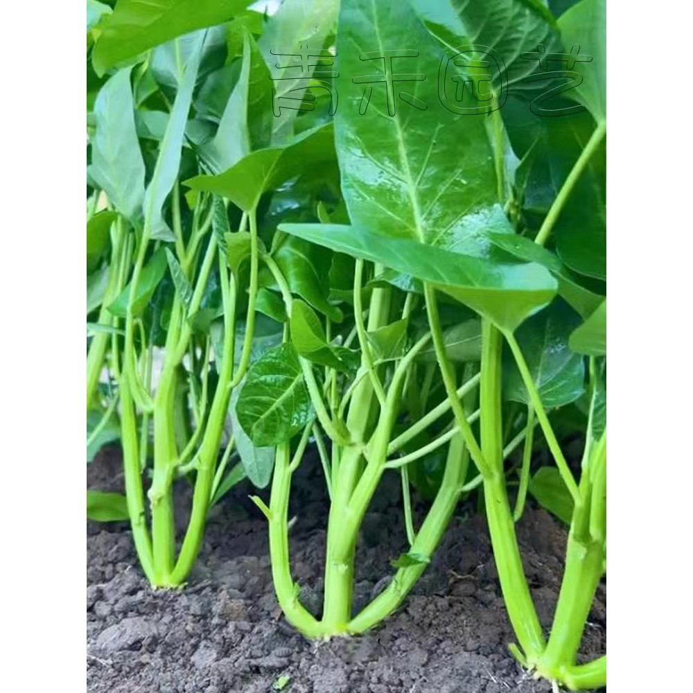 100 seeds Original Fresh Chinese Upland Kangkong Seeds for Planting ...