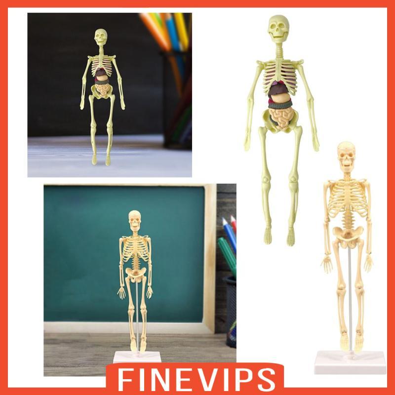 [Finevips] Human Skeleton Model- Body Model with Looking Bones And ...