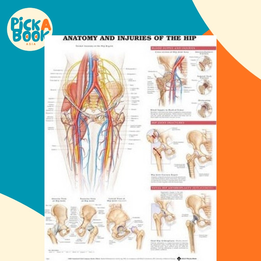 Anatomy and Injuries of the Hip Anatomical Chart by Anatomical Chart ...