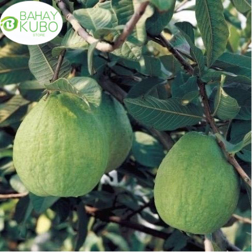 300 Pcs Guava Seeds/ Bayabas Seeds (Native/ Local) Ready To Plant ...