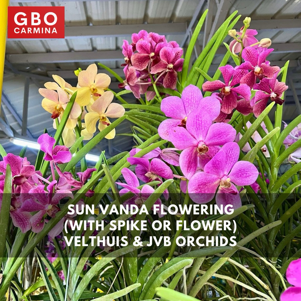 GBO CARMINA: Sun Vanda with Spike - Velthuis/JVB (Garden Decor ...