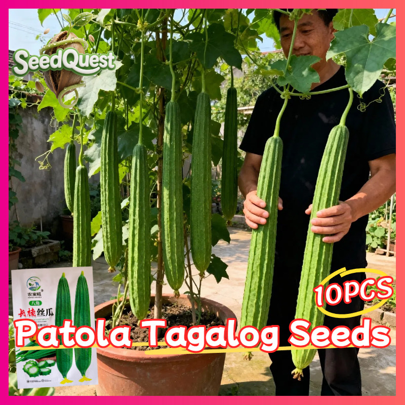 10pcs Patola Seeds Primera F1 Patola Hybrid Seeds Long Luffa Vegetable ...