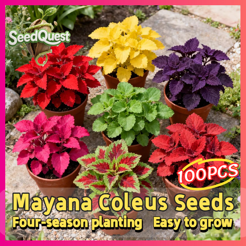 Shop mayana plant for Sale on Shopee Philippines